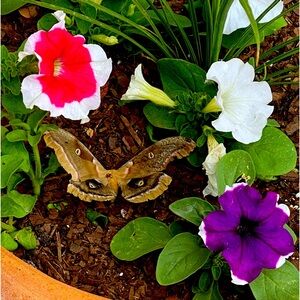 Meet your Posher, Loubna